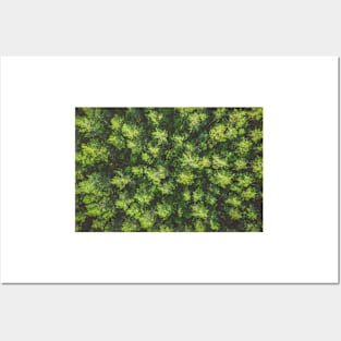 Top down aerial view of pine forest Posters and Art